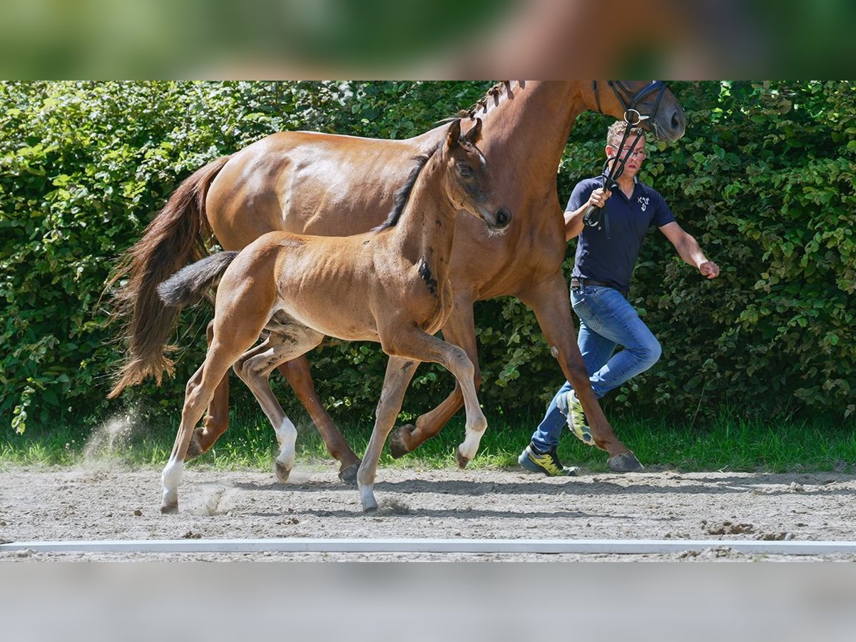 Hanoverian Stallion Foal (01/2024) Brown in Mönchengladbach