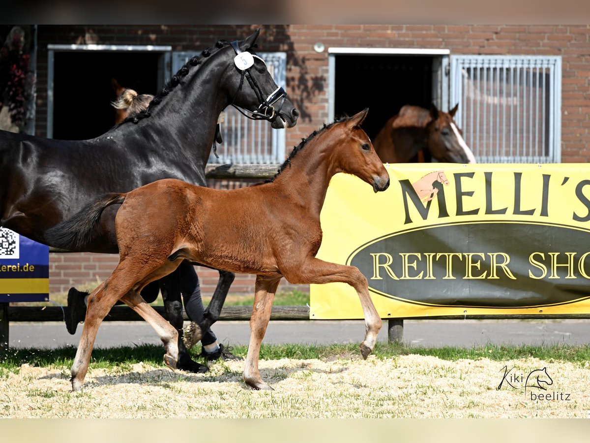 Hanoverian Stallion  Brown in Bruchhausen-Vilsen