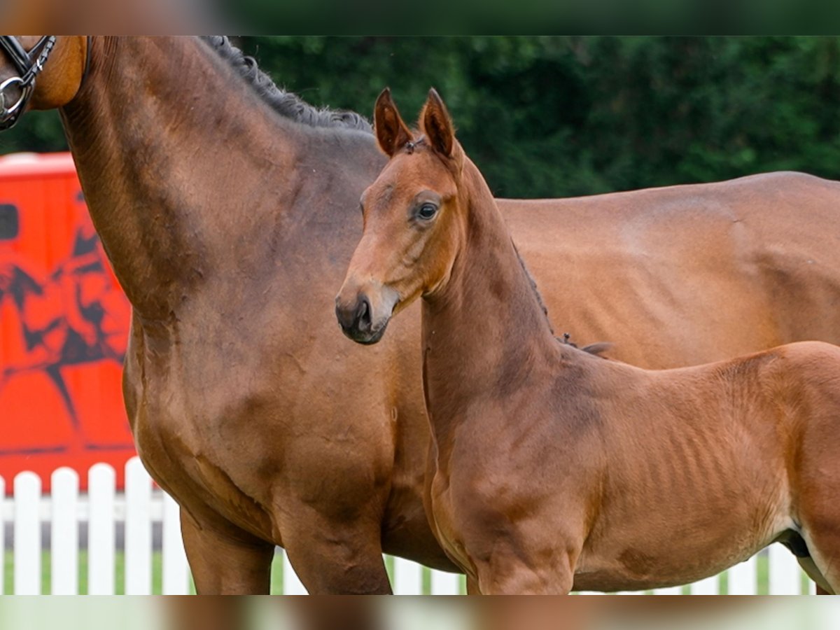 Hanoverian Stallion  Brown in Celle