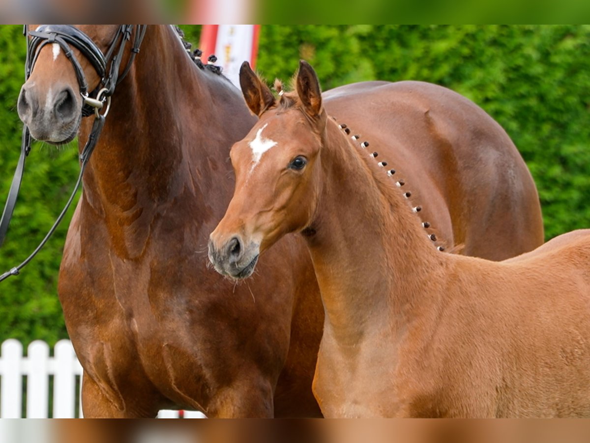Hanoverian Stallion  Brown in Celle