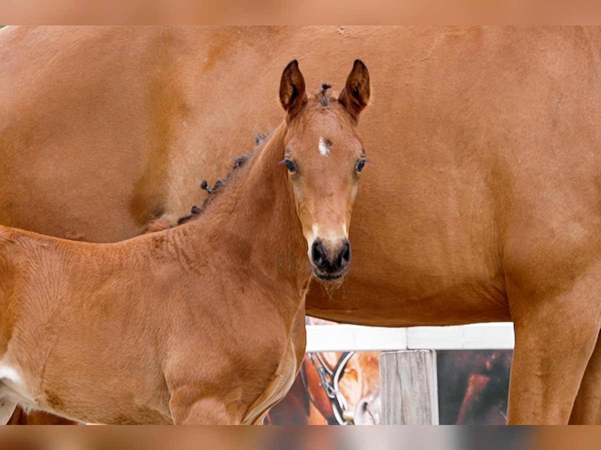 Hanoverian Stallion  Brown in Celle