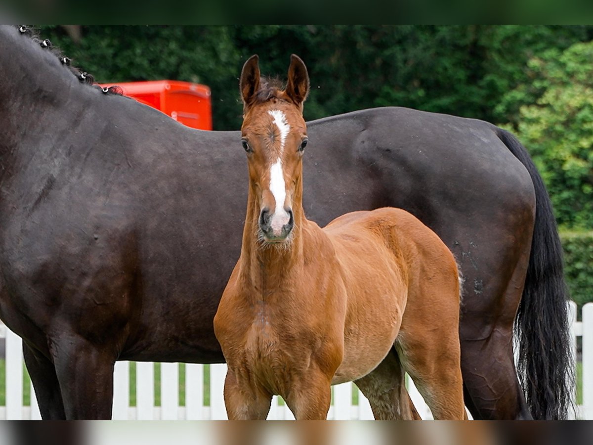 Hanoverian Stallion  Brown in Celle