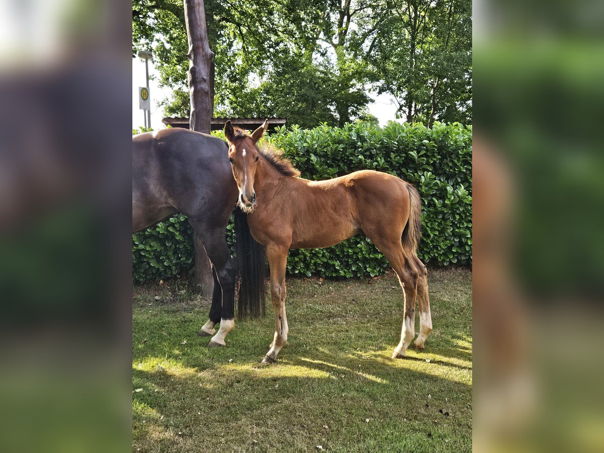 Hanoverian Stallion  Brown in Drebber