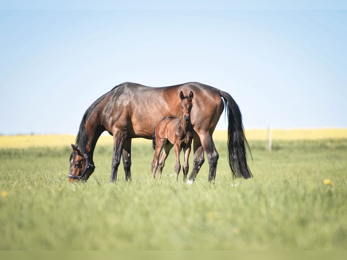 Hanoverian Stallion  Brown in Allendorf (Eder)