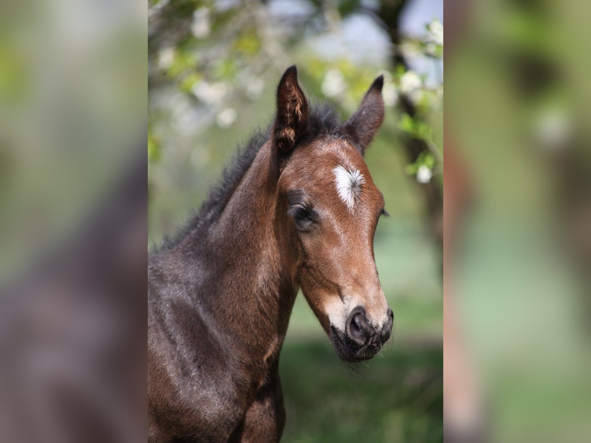 Hanoverian Stallion  Brown in Kastorf