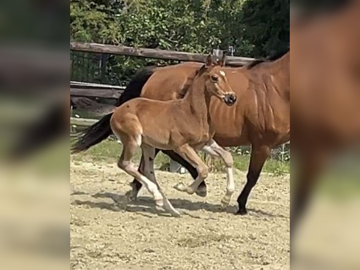Hanoverian Stallion Foal (06/2025) Brown in Kevelaer