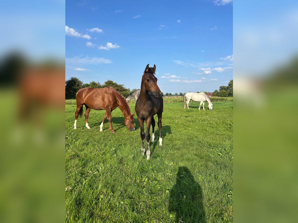 Hanoverian Stallion Foal (04/2025) Brown in Lauenhagen