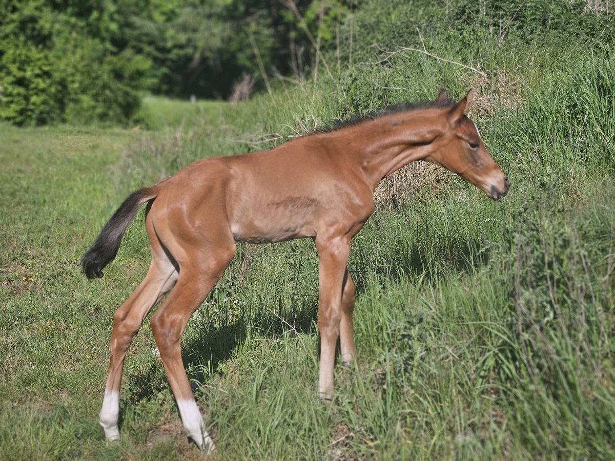 Hanoverian Stallion  Brown in Spelle