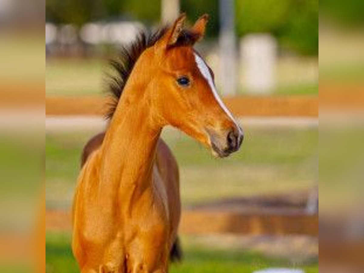 Hanoverian Stallion Foal (06/2025) Brown in Oyten