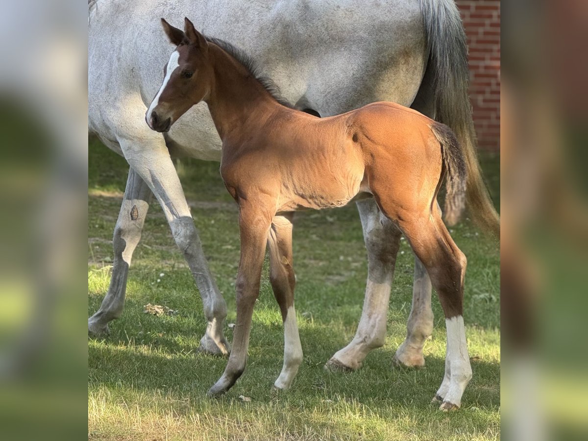 Hanoverian Stallion Foal (05/2025) Brown in Petershagen