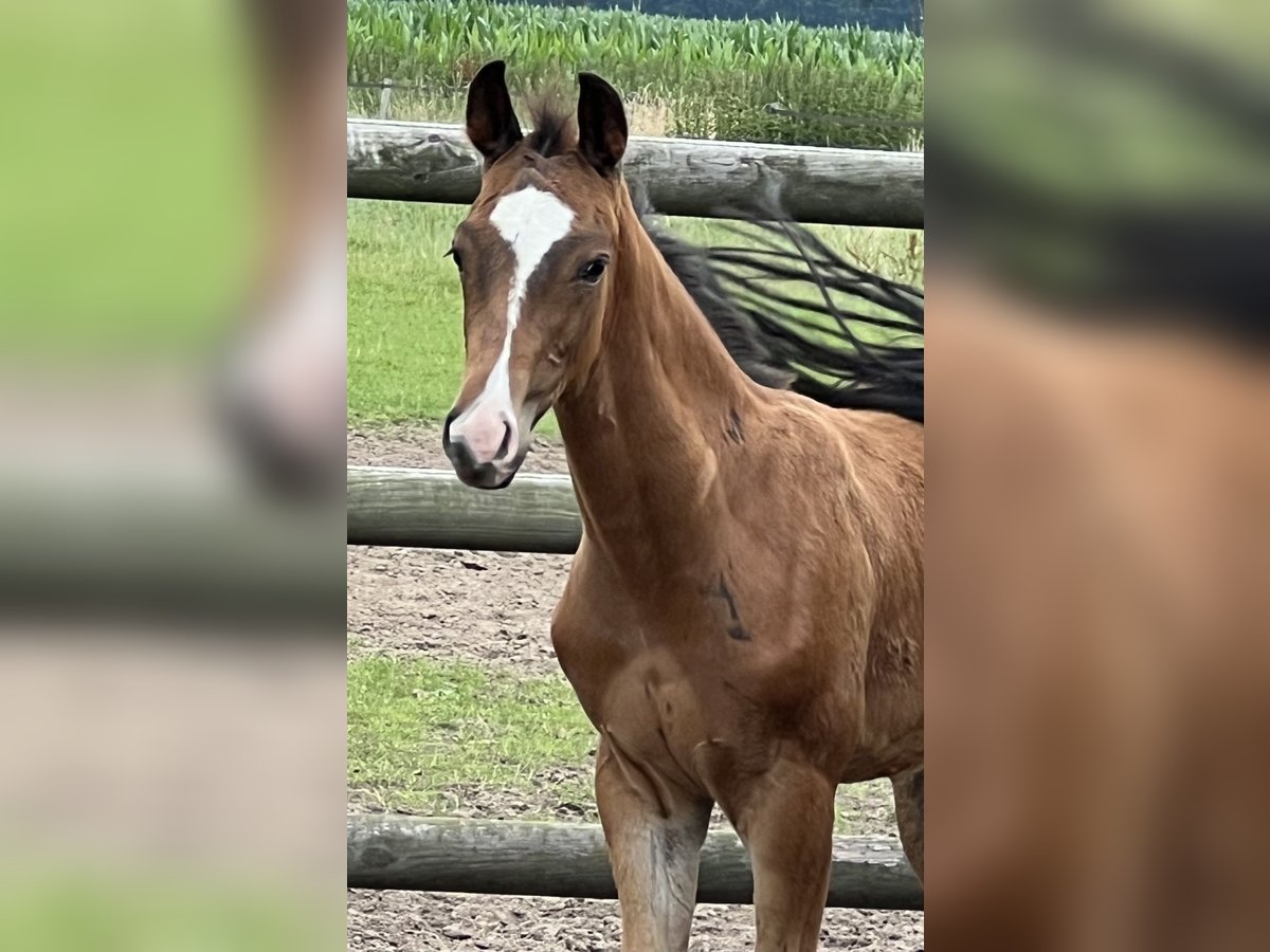 Hanoverian Stallion Foal (01/2024) Brown in Wagenfeld