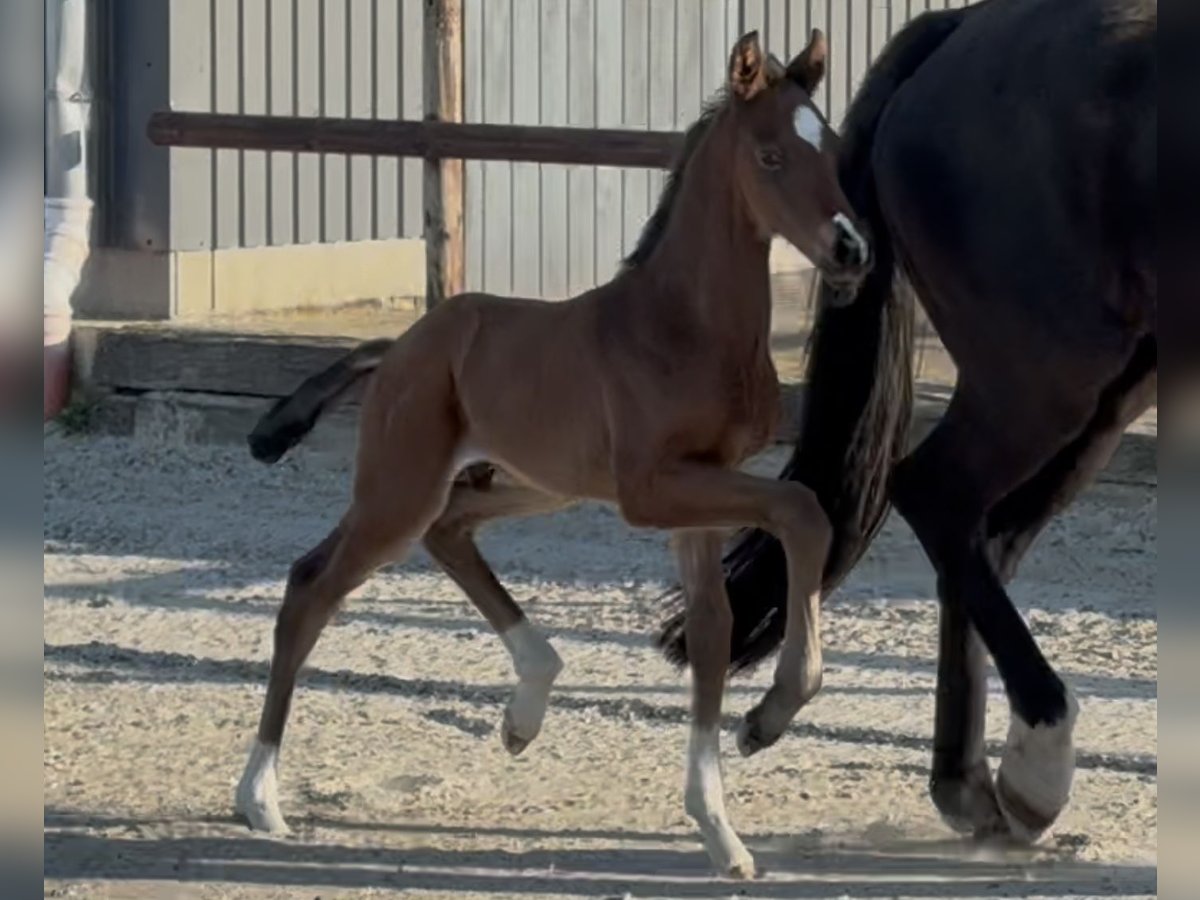 Hanoverian Stallion  Brown in Velpke