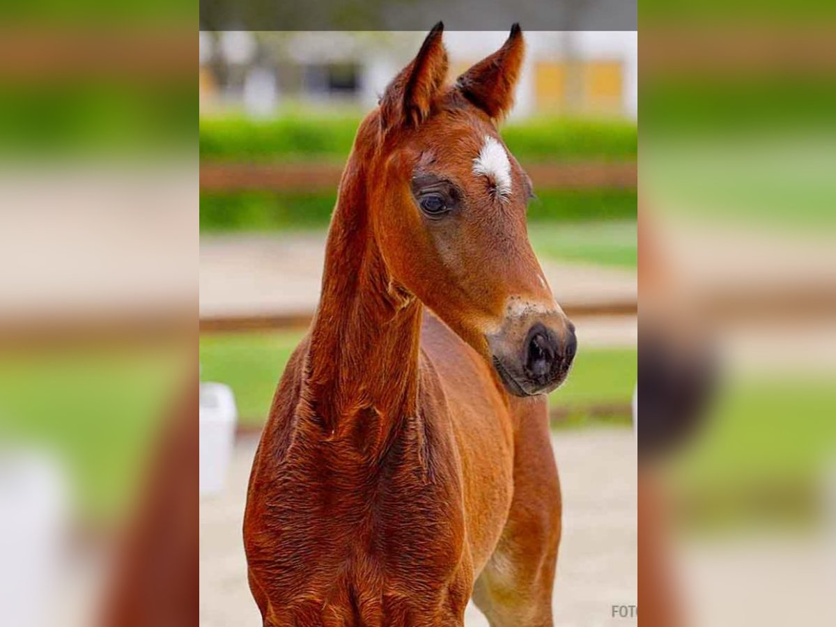 Hanoverian Stallion  Brown in Verden (Aller)