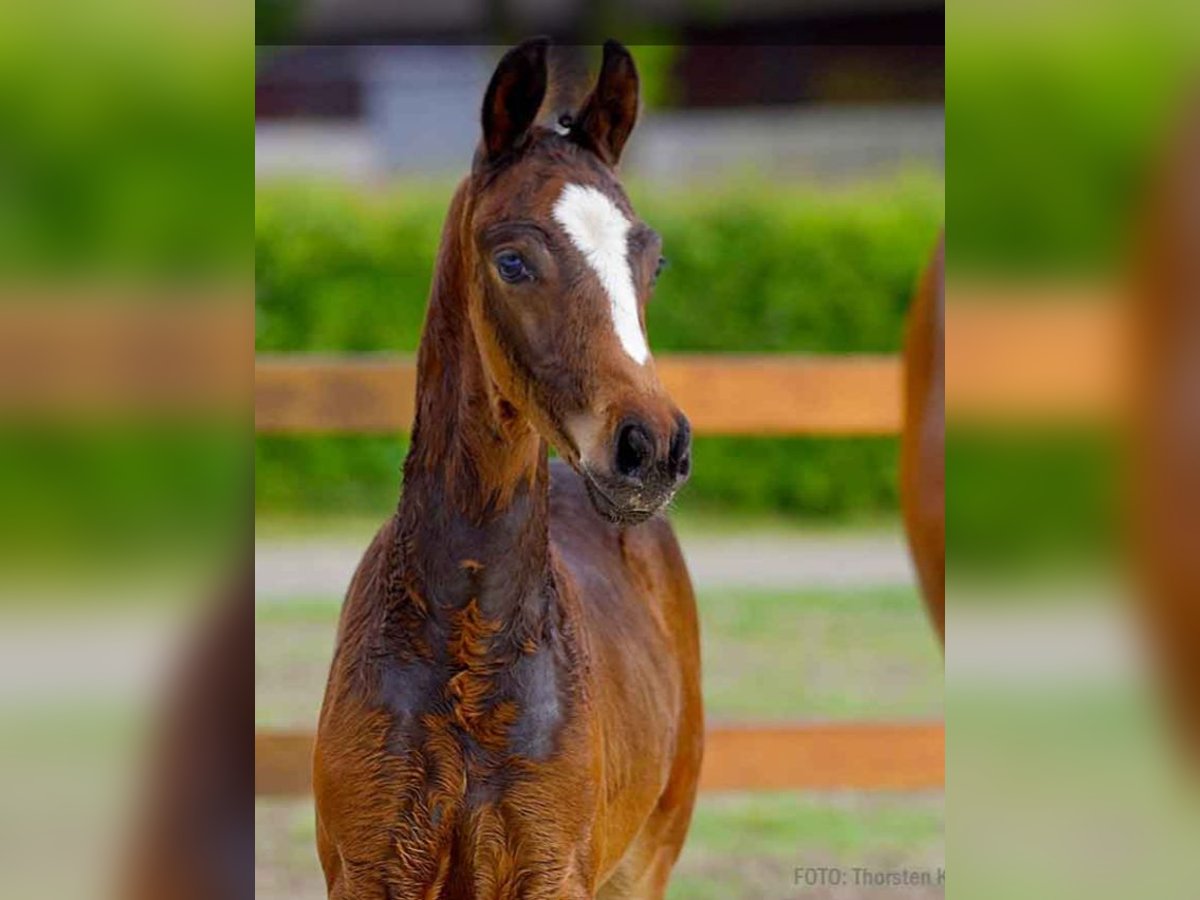 Hanoverian Stallion  Brown in Verden (Aller)