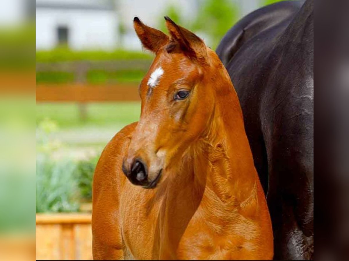 Hanoverian Stallion  Brown in Verden (Aller)
