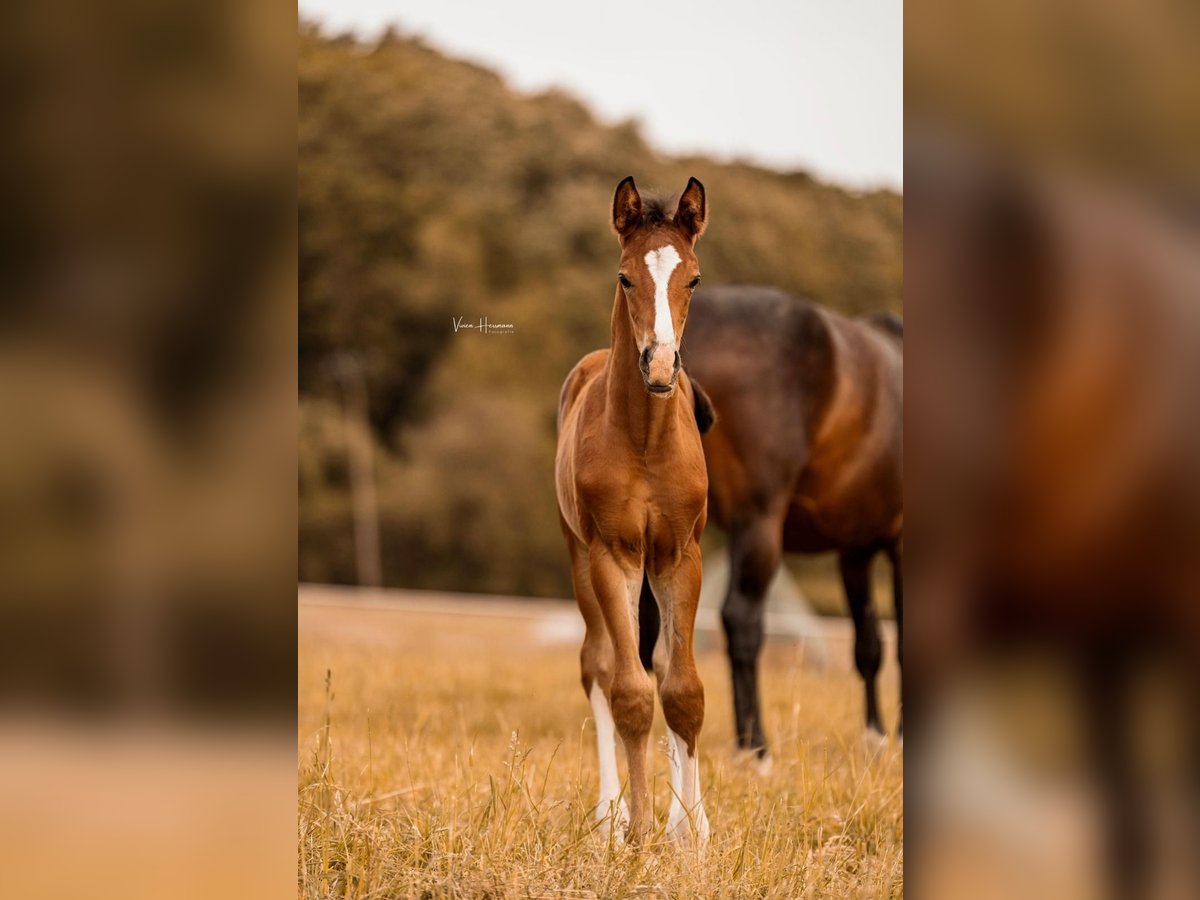 Hanoverian Stallion Foal (04/2025) Brown in Villmar-Aumenau