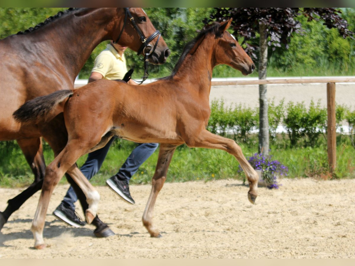 Hanoverian Stallion  Brown in Wingst