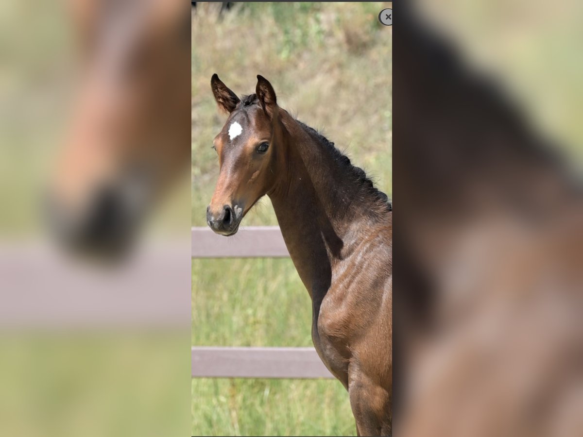 Hanoverian Stallion Foal (04/2025) Brown in F&#xFC;rth