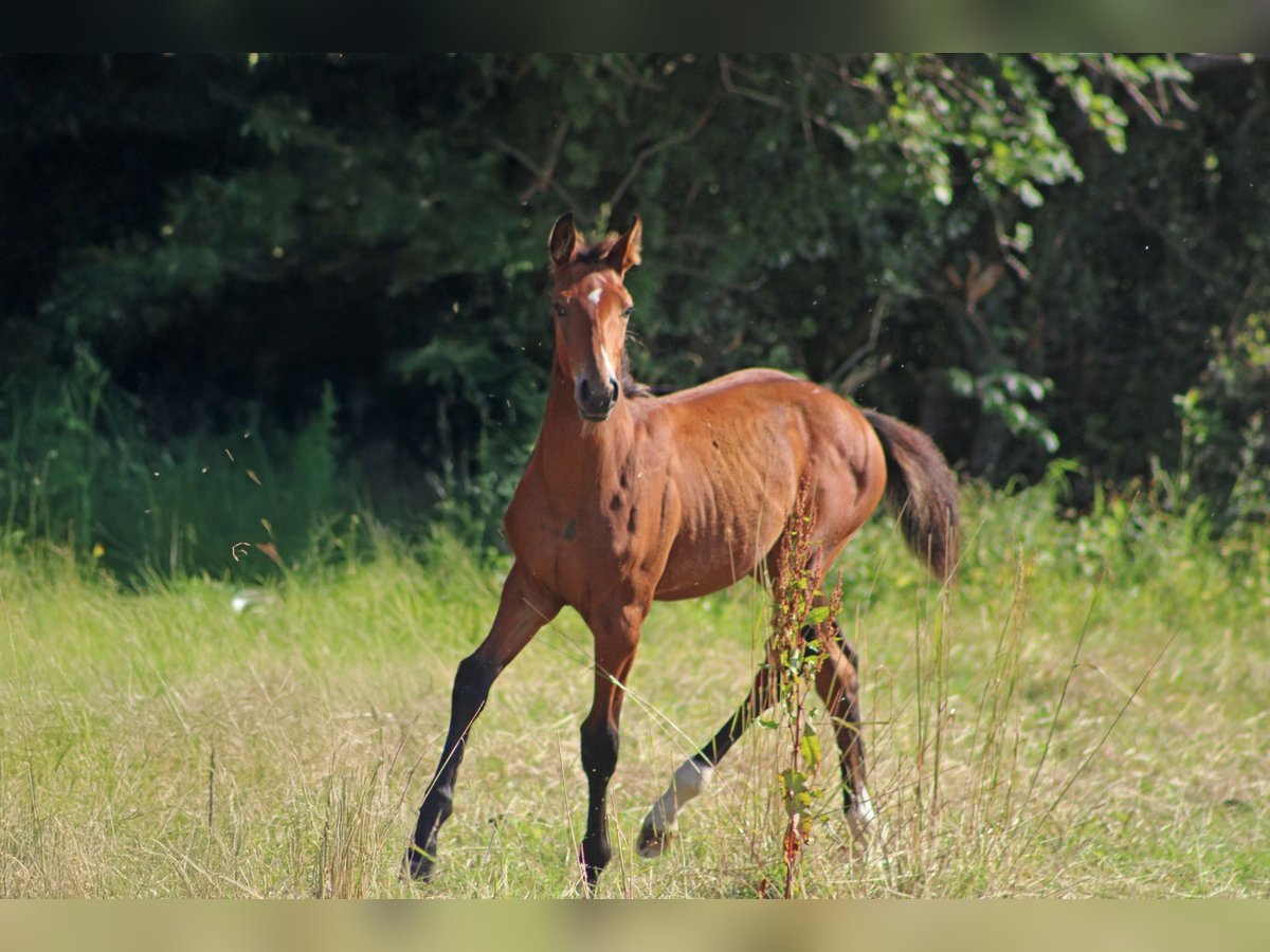 Hanoverian Stallion Foal (03/2025) Brown-Light in Gleichen
