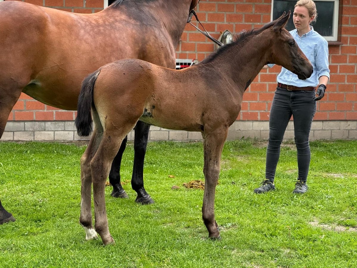 Hanoverian Stallion  Brown in Aulosen
