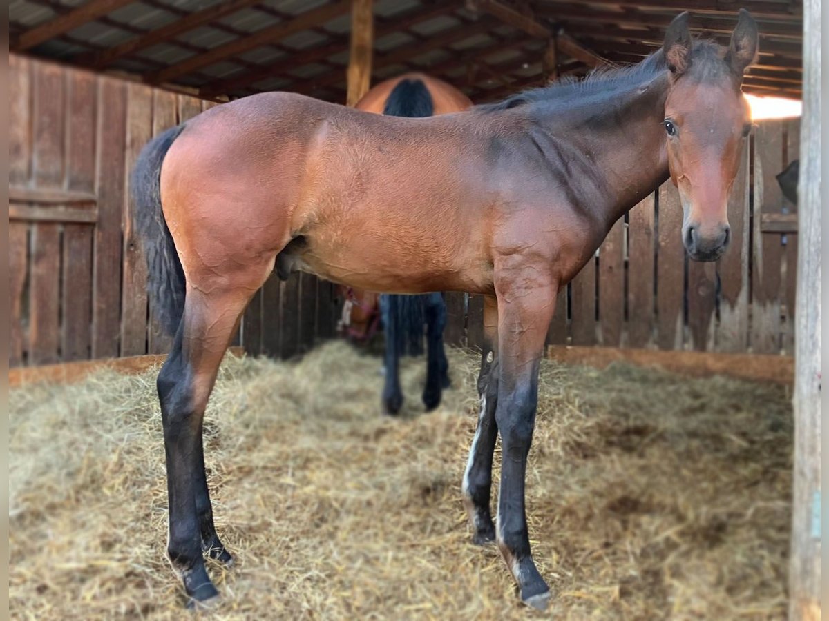 Hanoverian Stallion  Brown in Werder