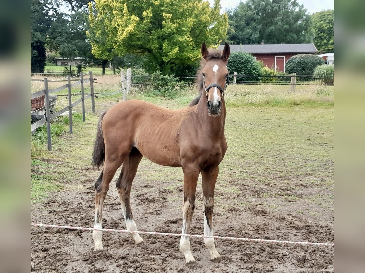 Hanoverian Stallion  Brown in B&#xFC;ckeburg