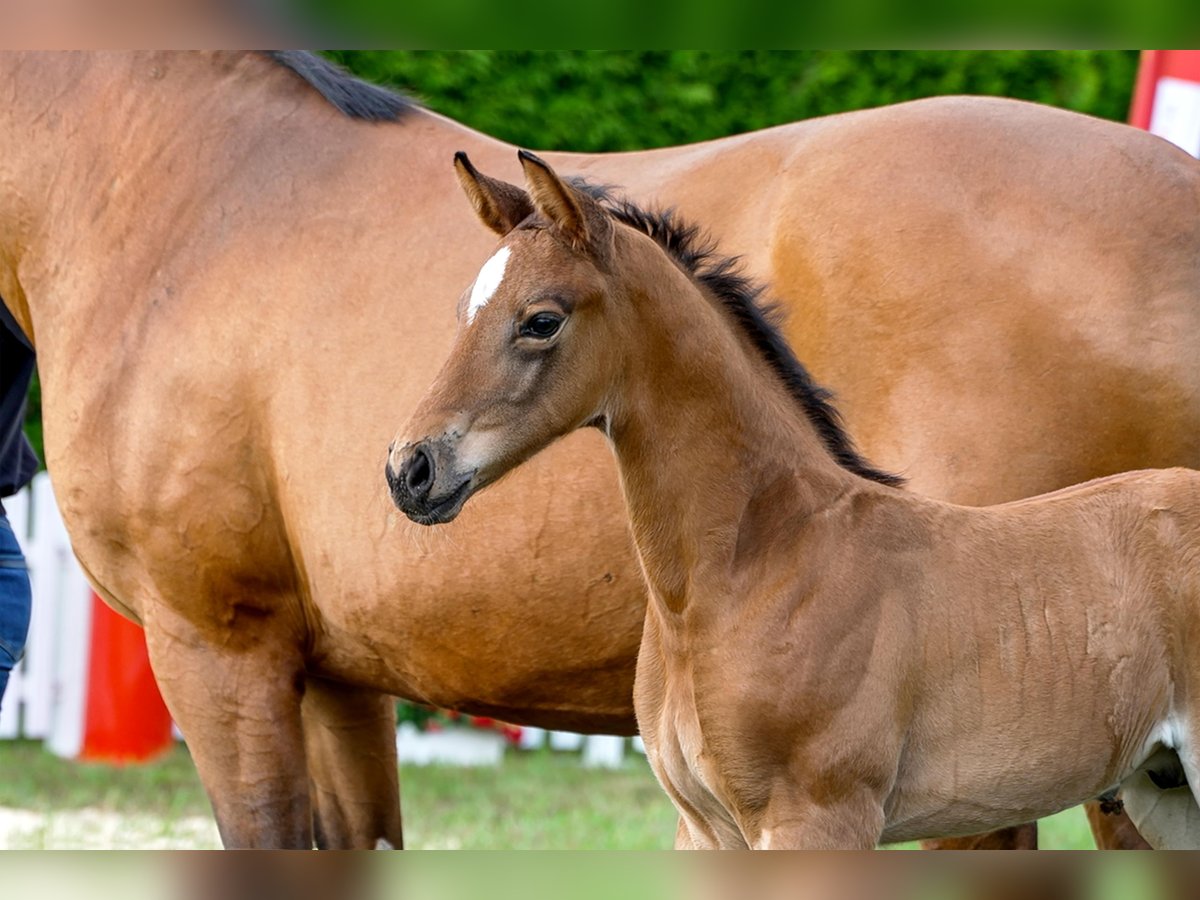 Hanoverian Stallion  Brown in Celle