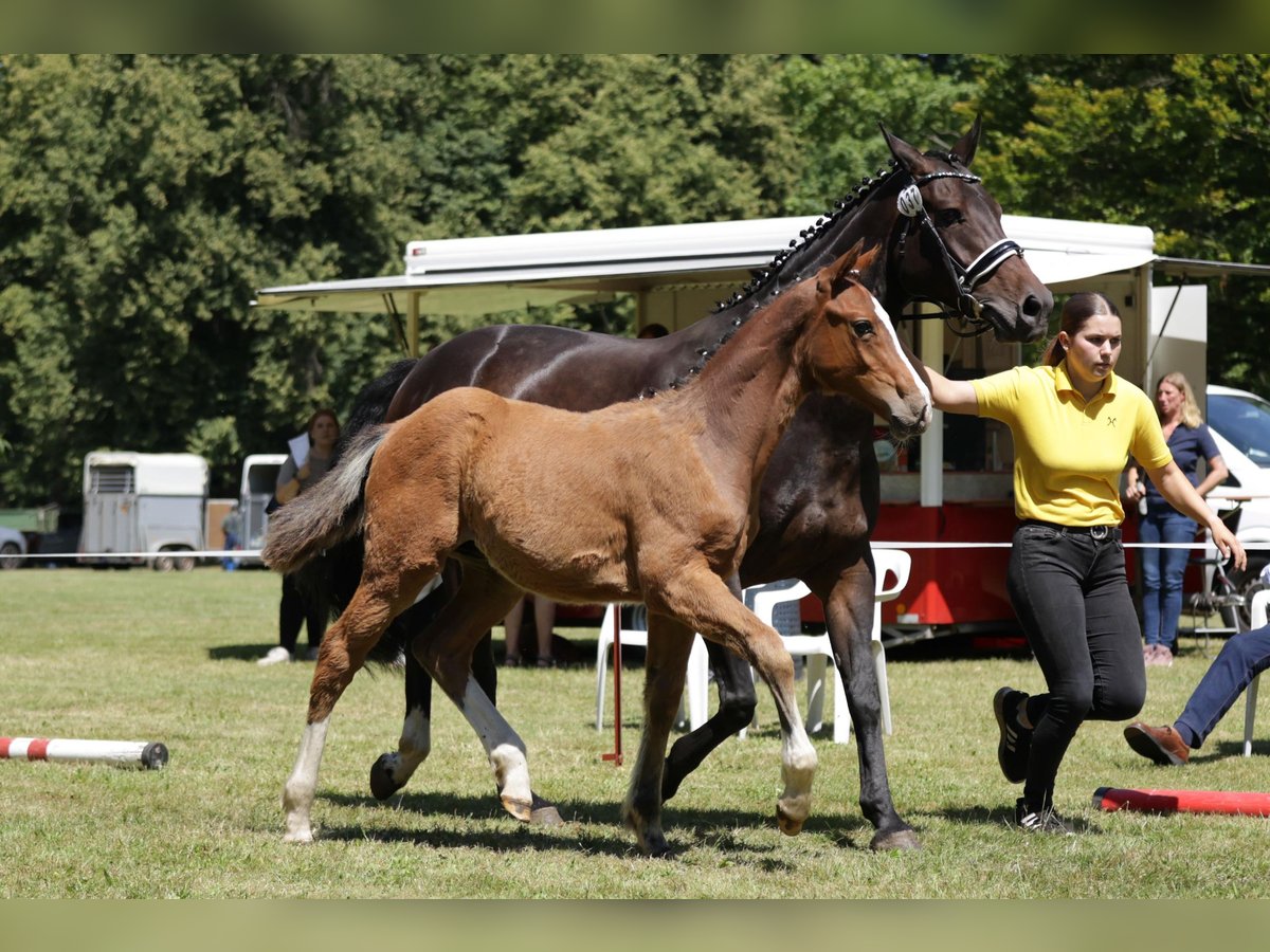 Hanoverian Stallion Foal (02/2024) Brown in Dannenberg (Elbe)