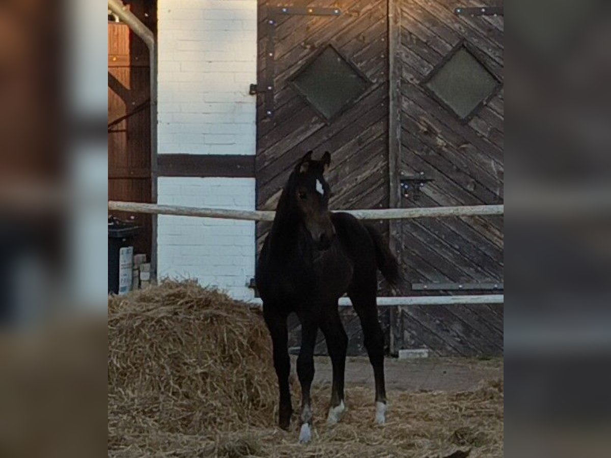 Hanoverian Stallion Foal (06/2025) Brown in Lehrte
