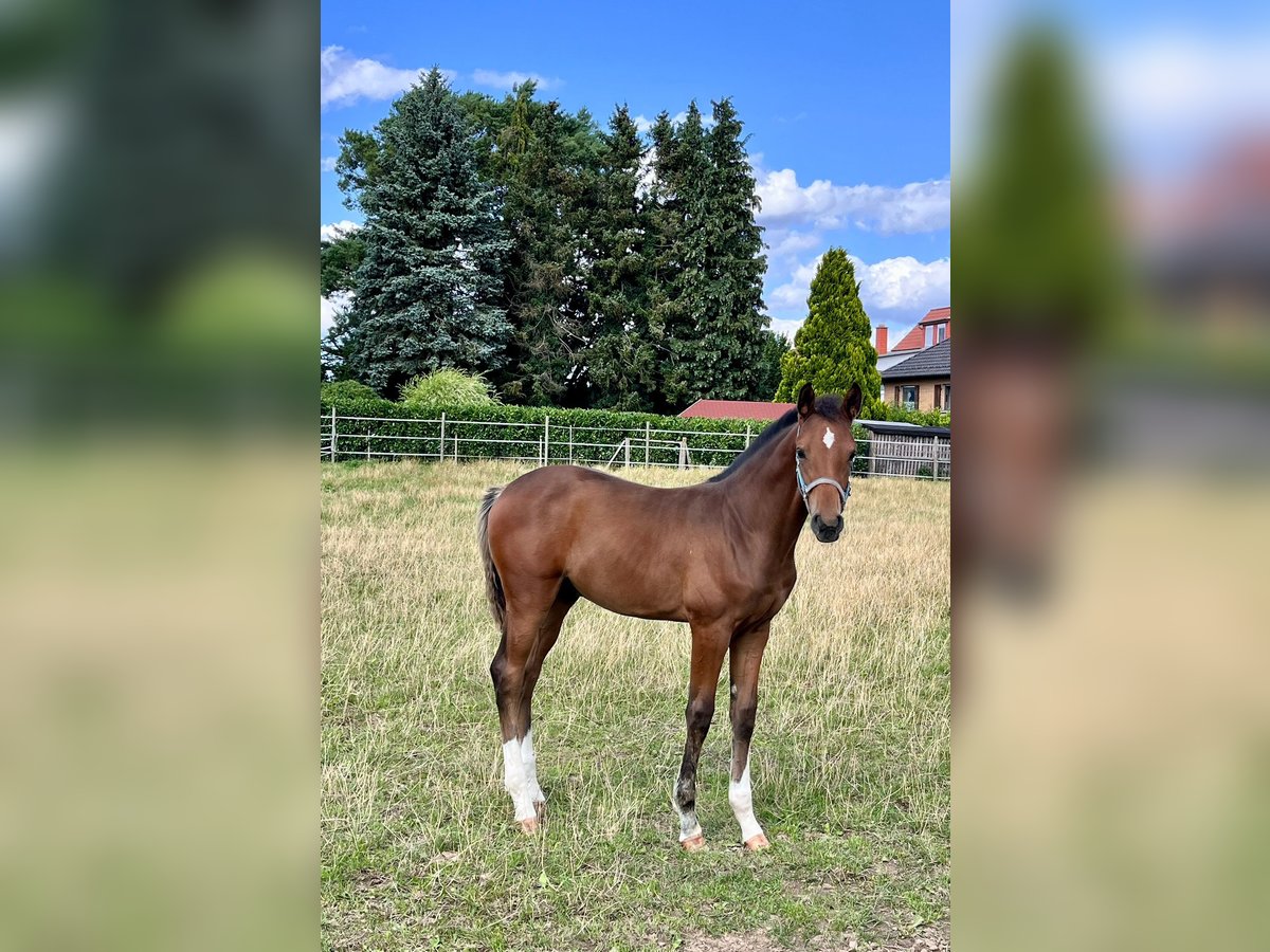 Hanoverian Stallion Foal (04/2025) Brown in Elze