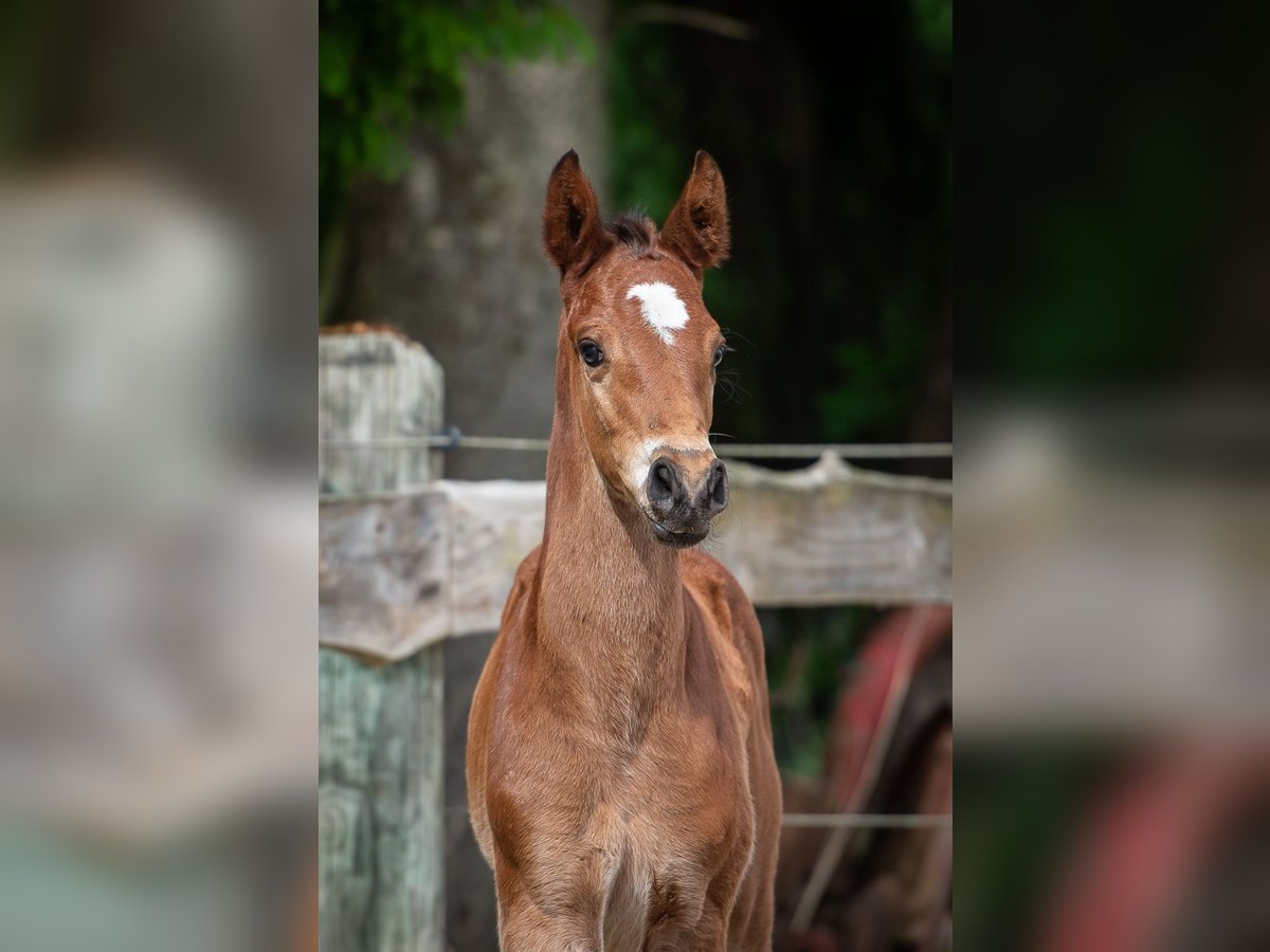 Hanoverian Stallion  Brown in Merzen