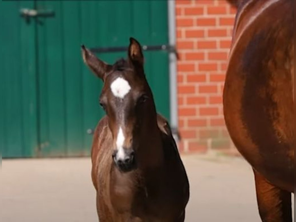 Hanoverian Stallion  Brown in Moringen