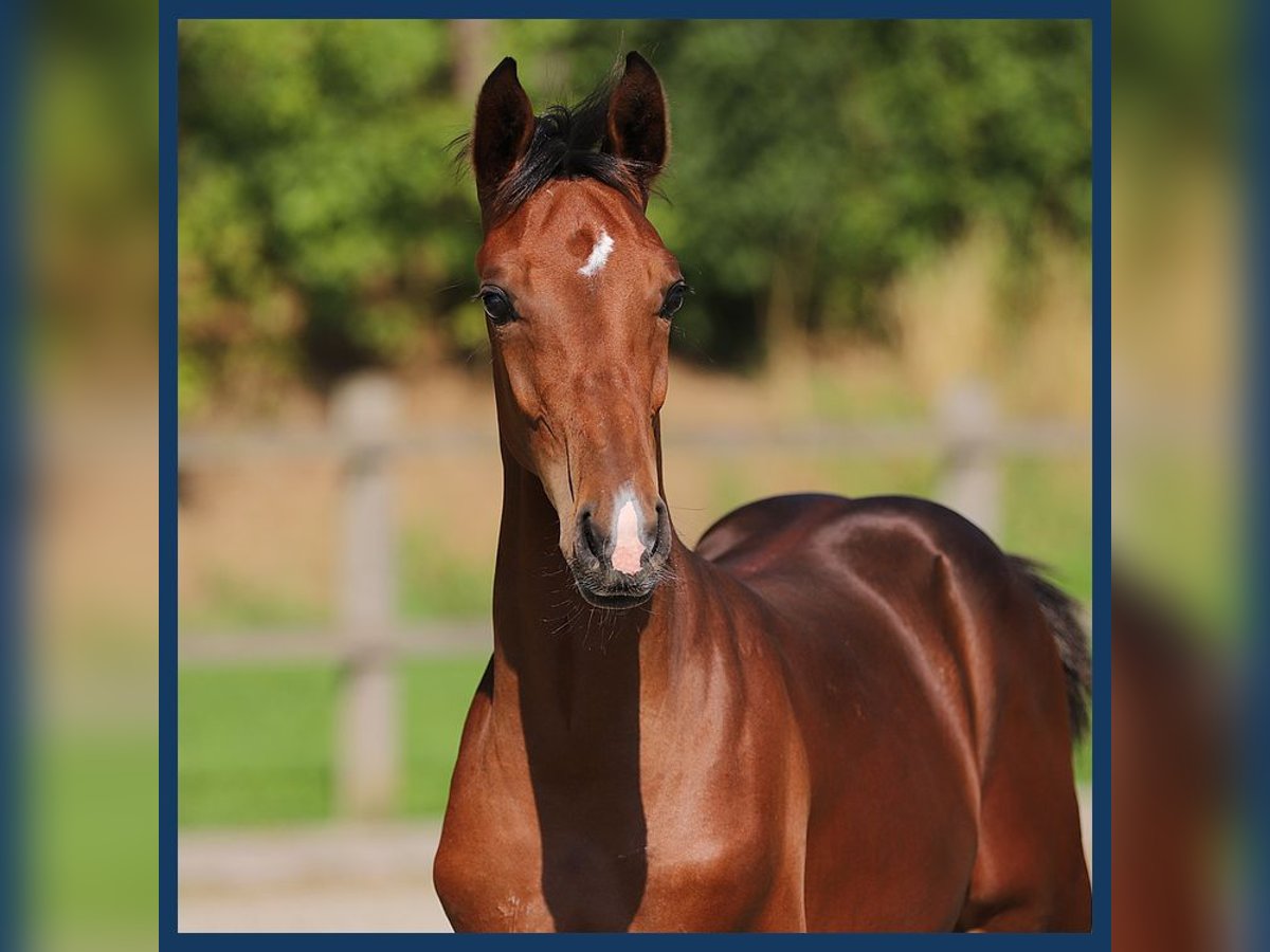 Hanoverian Stallion Foal (02/2024) Brown in Gieten