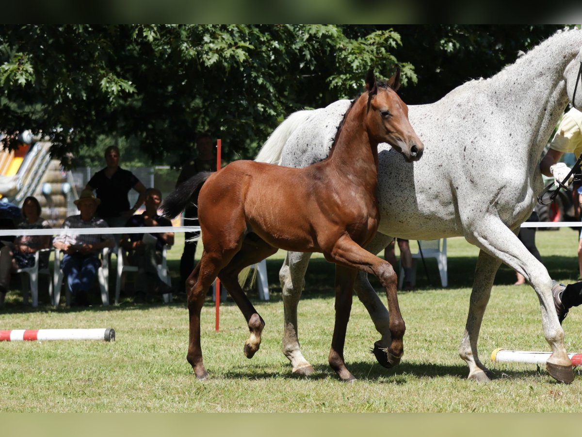 Hanoverian Stallion Foal (04/2024) Brown in Jameln