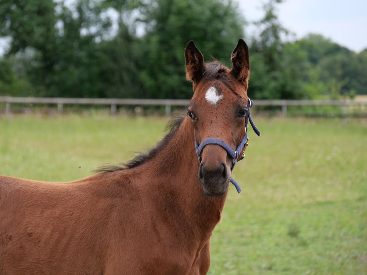 Hanoverian Stallion Foal (04/2024) Brown in Senden