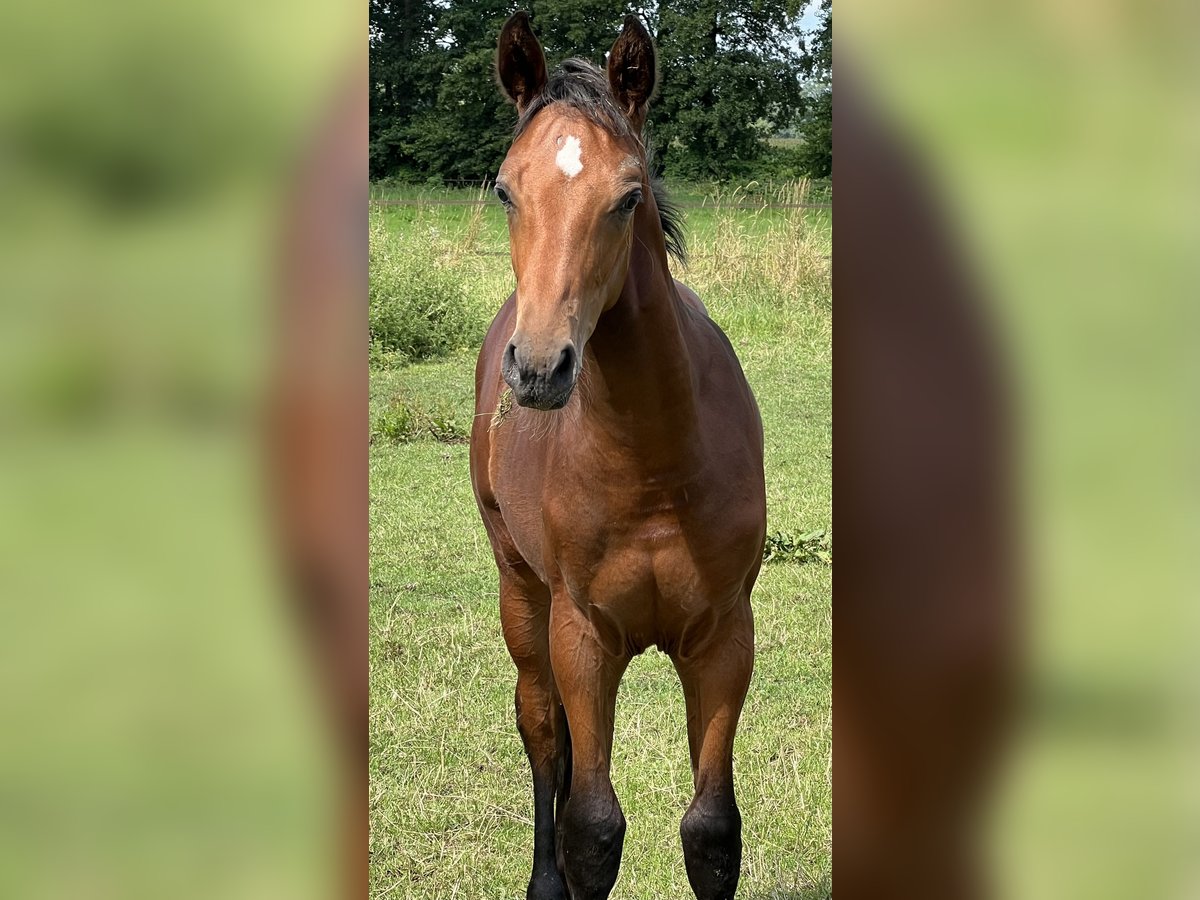 Hanoverian Stallion Foal (03/2024) Brown in Wagenfeld