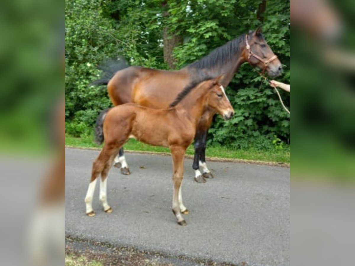 Hanoverian Stallion Brown in Warmsen Hanoverian Stallion Brown in Warmsen