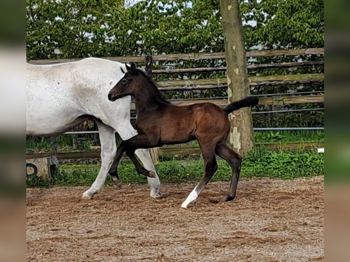 Hanoverian Stallion Foal (04/2024) Can be white in Hamburg