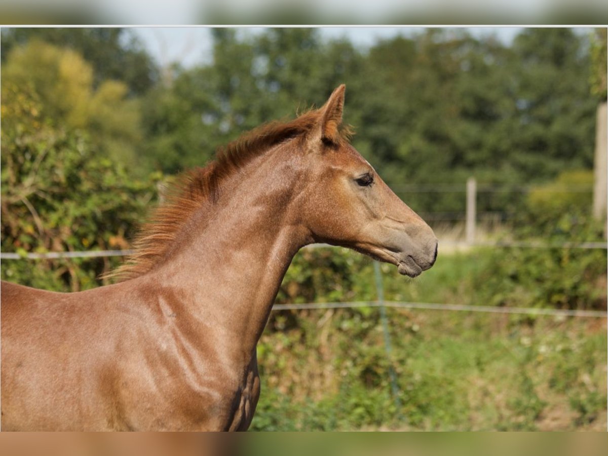 Hanoverian Stallion Foal (04/2025) Can be white in Fu&#xDF;g&#xF6;nheim