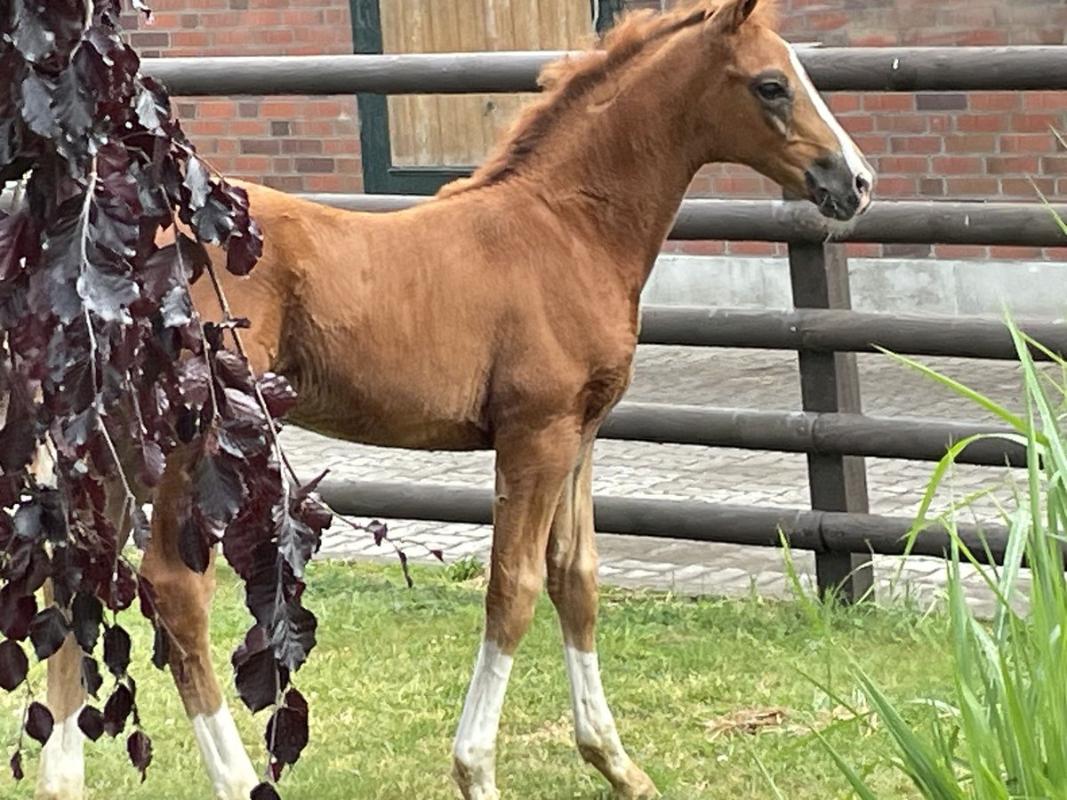 Hanoverian Stallion  Chestnut in Oldendorf