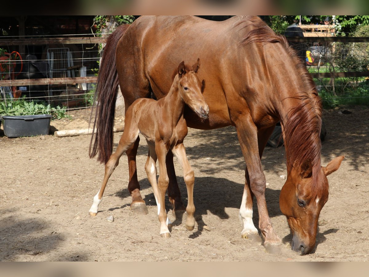 Hanoverian Stallion Foal (04/2025) Chestnut in Alfstedt