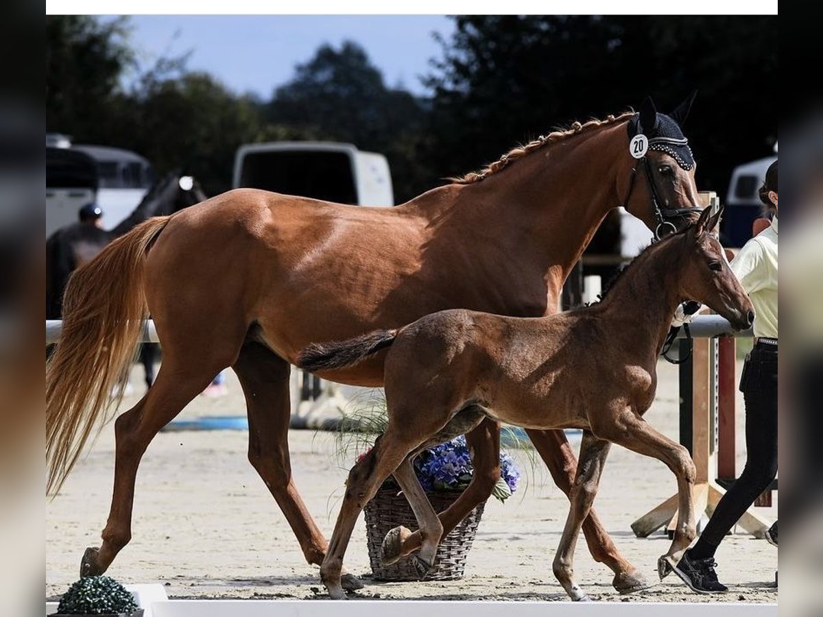 Hanoverian Stallion Foal (06/2024) Chestnut in Brechen