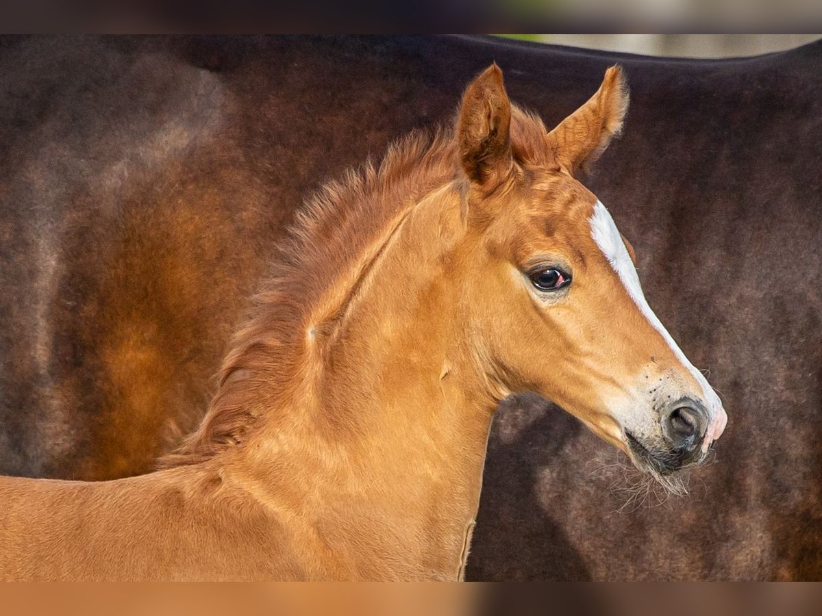 Hanoverian Stallion Foal (06/2025) Chestnut in Schladen