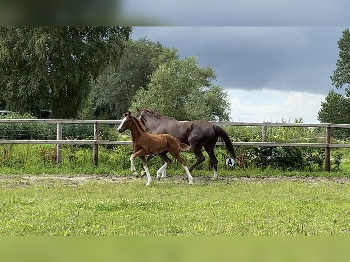 Hanoverian Stallion  Chestnut in Vechta