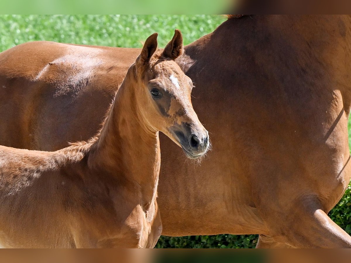 Hanoverian Stallion Chestnut in Celle Hanoverian Stallion Chestnut in Celle