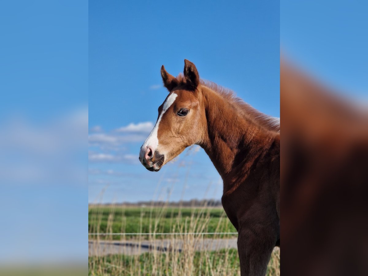 Hanoverian Stallion  Chestnut in Cuxhaven