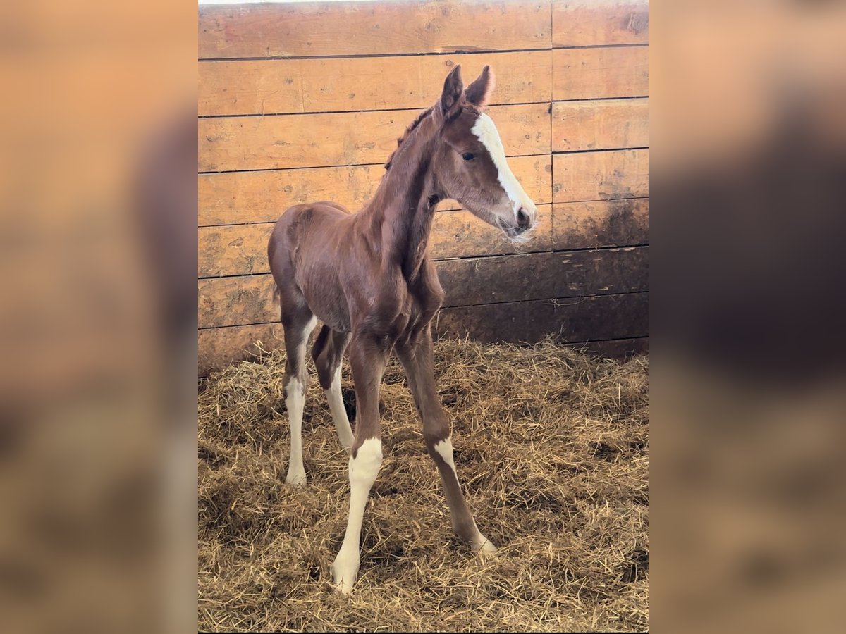 Hanoverian Stallion Foal (03/2025) Chestnut in Daaden