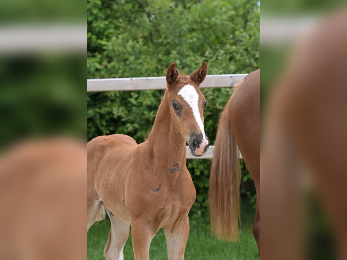 Hanoverian Stallion  Chestnut in Ettringen