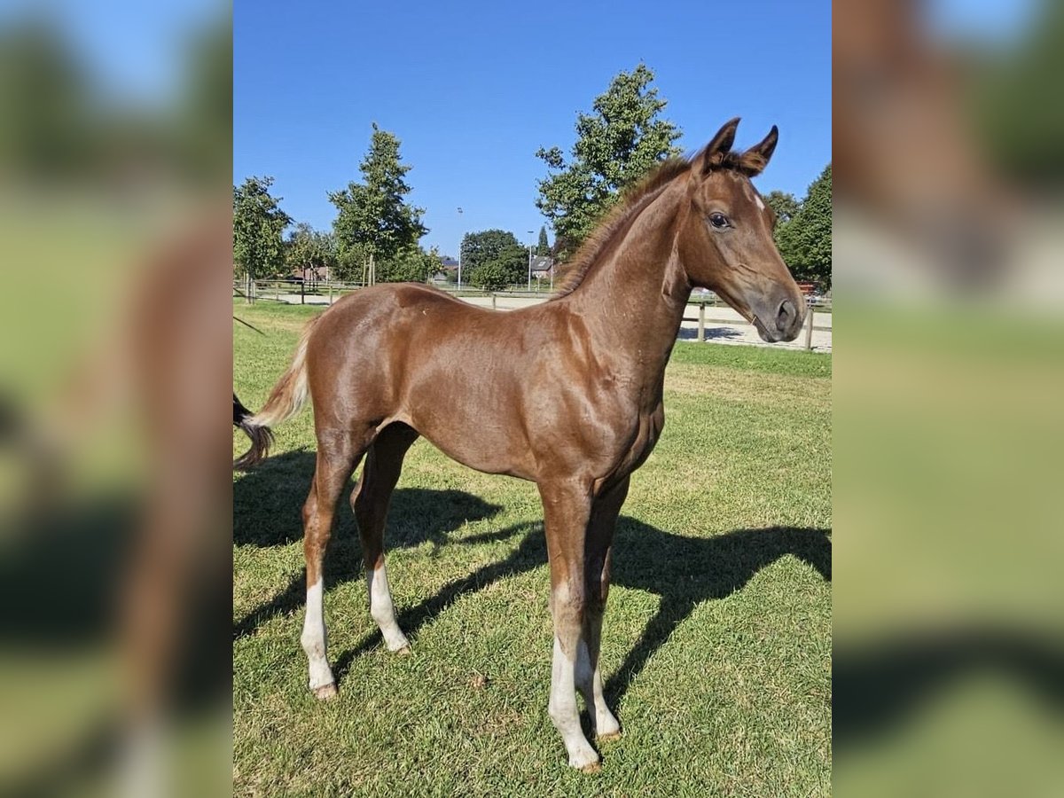 Hanoverian Stallion Foal (05/2025) Chestnut in Hamburg