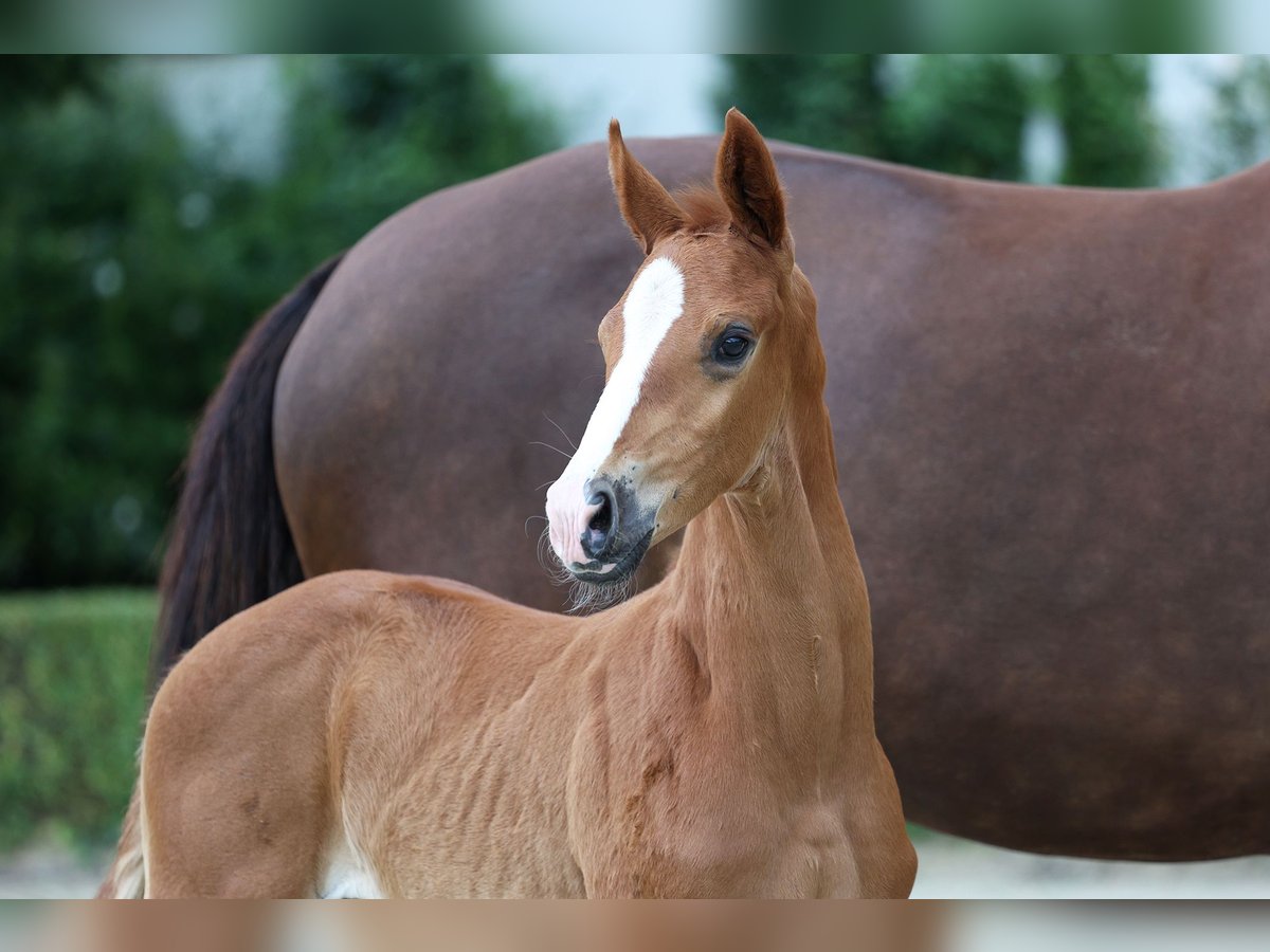 Hanoverian Stallion Foal (05/2024) Chestnut in Moers